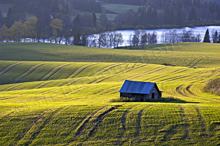 agriculture community, autumn, backlight, barn, cultivations, Duved, evening, fields, green, green, Indal river, Jamtland, landscapes