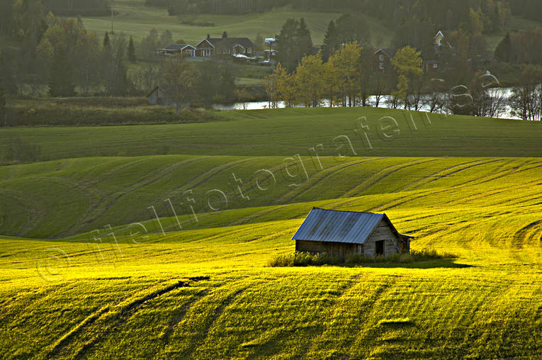 agriculture community, autumn, backlight, barn, cultivations, Duved, evening, fields, green, green, Indal river, Jamtland, landscapes