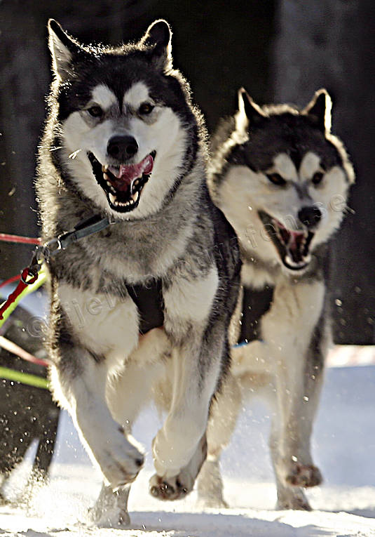 alaskan malamute, animals, dog, dogs, dogsled, mammals, sled dog, sled dogs, sledge dog, snow, winter