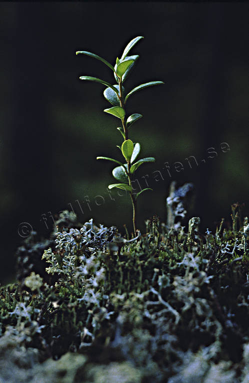 biotope, biotopes, blue berries, blue berry brushwood, forest land, forests, nature, softwood forest, sprigs, paddy, brushwood, woodland