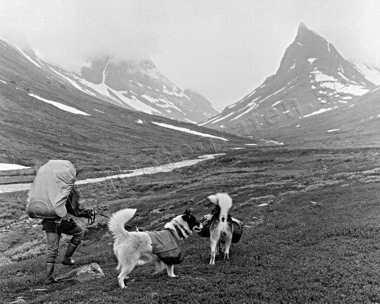 alpine, alpine hiking, back-packer, back-packing, black-and-white, dog, dogs, landscapes, Lapland, mountain, mountain, mountain top, mountain visit, mountains, Nallo, Nallu, nature, outdoor life, Stuor Reaiddavaggi, summer, wild-life