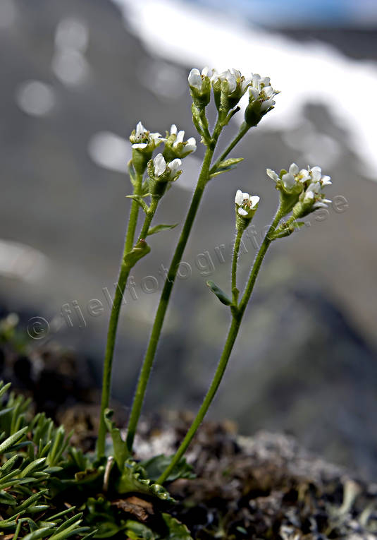 alpine flowers, alpine saxifrage, biotope, biotopes, flowers, mountain, mountains, nature, plants, herbs, saxifraga nivalis
