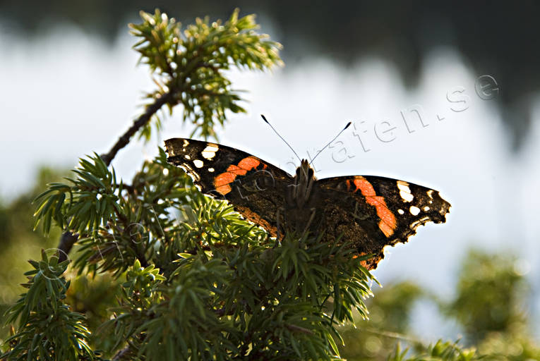 amiral, Amiralfjril, animals, backlight, butterflies, butterfly, insect, insects