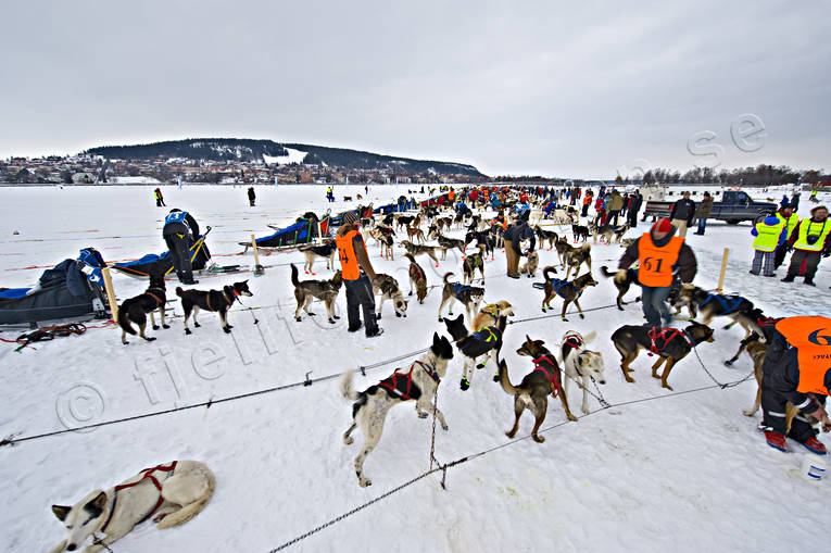 Amundsen race, competition, dogsled, sled dog, sled dogs, sledge dog, sledge dogs, winter, ventyr
