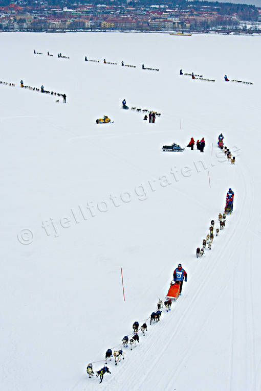 Amundsen race, competition, dogsled, sled dog, sled dogs, sledge dog, sledge dogs, winter, äventyr