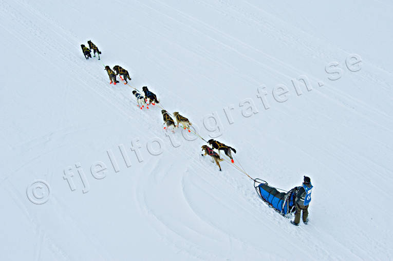 Amundsen race, competition, dogsled, Great Lake, sled dog, sled dogs, sledge dog, sledge dogs, Vallsundet, winter, äventyr