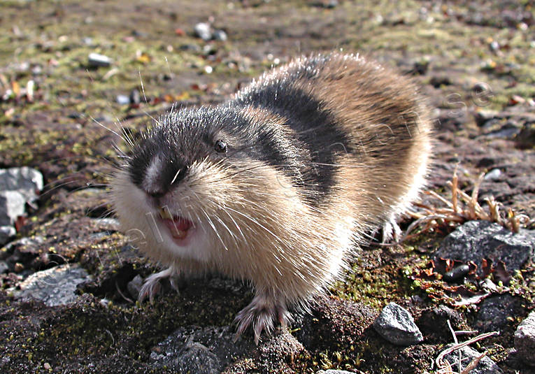 angry, angry, animals, gnawer, lemming, mammals, mountain, norway lemming, rodents