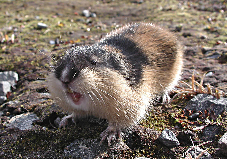 Norway lemming, rodent