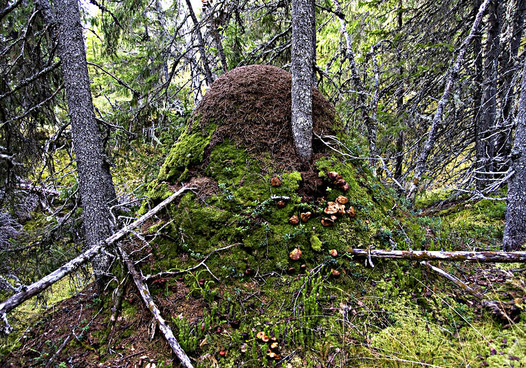 anthill, ants, biotope, biotopes, forests, gammelskog, nature, red wood ant, woodland