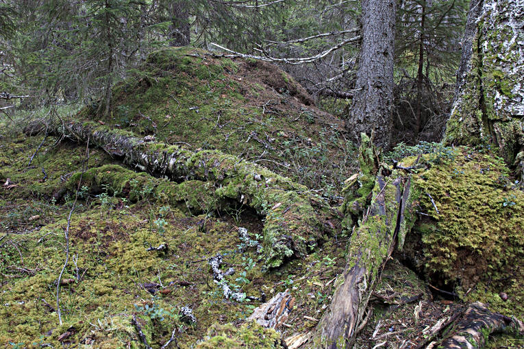 animals, anthill, ants, biotope, biotopes, forest land, forests, gammelskog, insects, nature, red wood ant, virgin forest, wildwood, woodland