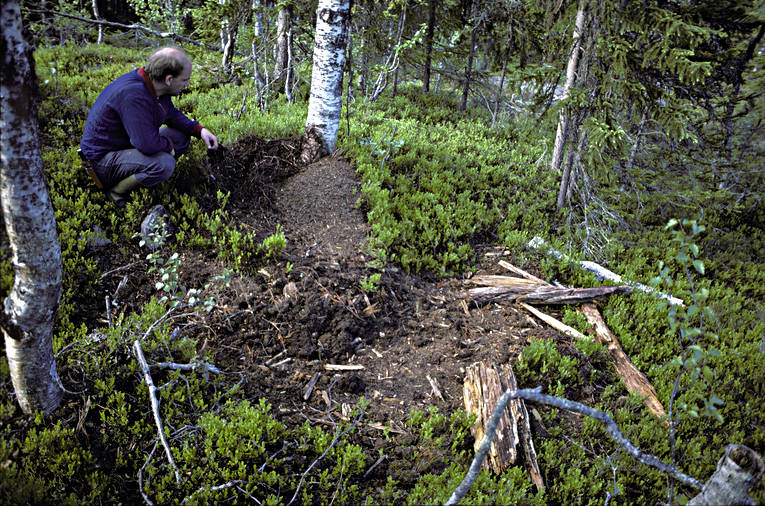 animals, anthill, bear, bear grated, brown bear, mammals, predators, torn out