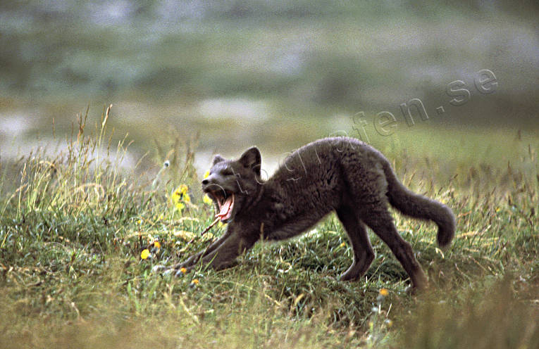 animals, arctic fox, arctic fox pup, den, fox, fox pup, fox puppy, fox's den, kid, mammals, morning, sleepy, yawn, yawns