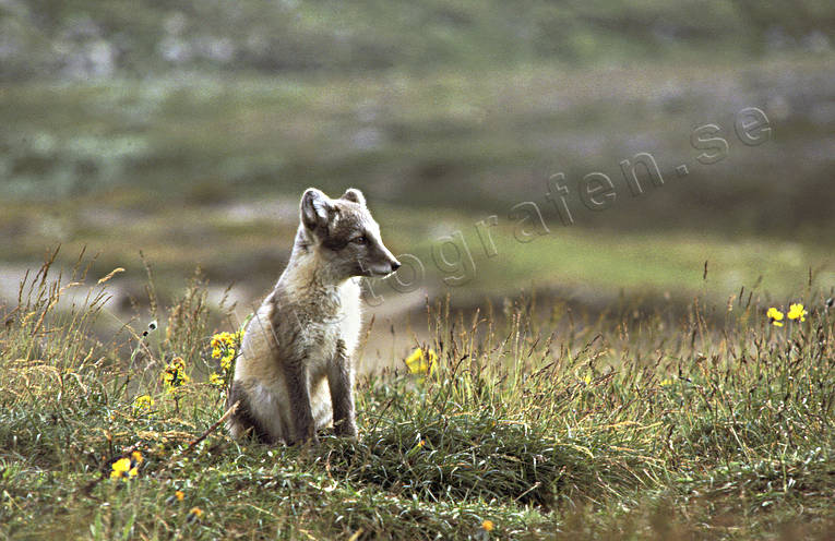 animals, arctic fox, arctic fox pup, den, fox, fox's den, mammals, puppy