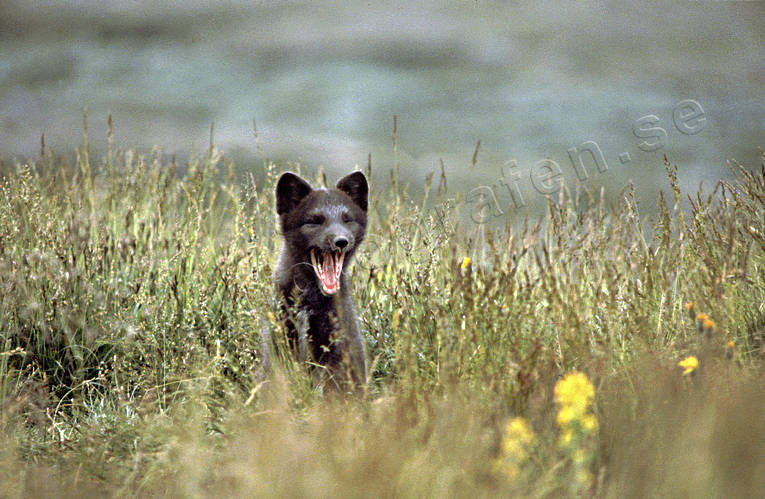 animals, arctic fox, arctic fox pup, den, fox, fox pup, fox puppy, fox's den, mammals, puppy, yawn, yawns