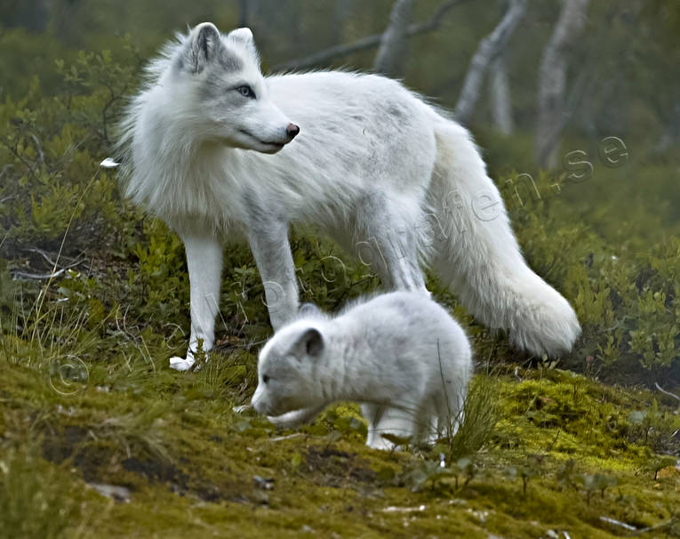 animals, arctic fox, arctic fox pup, light, mammals, puppy, white