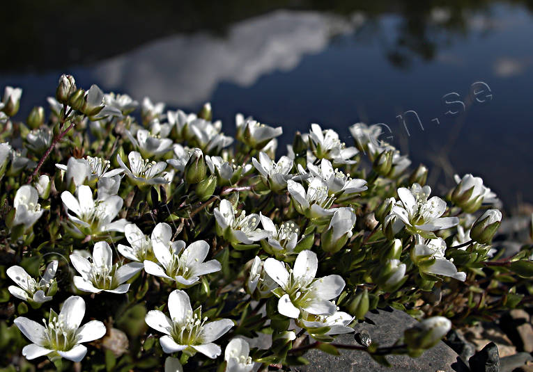 alpine flowers, arctic sandwort, biotope, biotopes, flowers, mountain, mountains, nature, plants, herbs