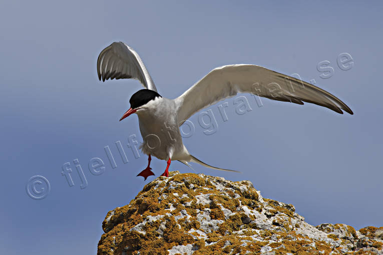 animals, bird, birds, gull bird, sea mew bird, gulls, Sterna paradisaea, tern