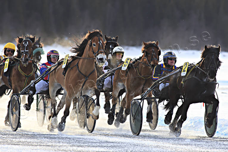 Are, Are lake, cold-blooded, horse, horses, ice trot, sport, travhstar, travsport, trot, various, winter