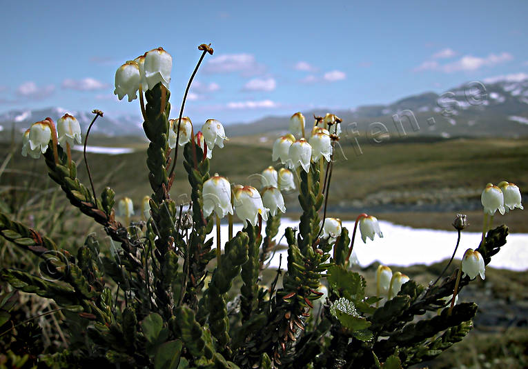 alpine flowers, artic bells, biotope, biotopes, cassiope tetragona, flowers, Lapland, mountain, mountains, nature, plants, herbs