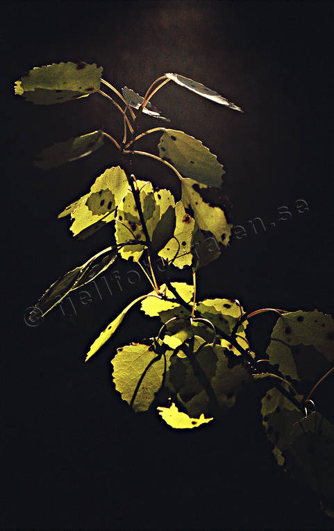 aspen leaf, aspen tree, autumn, autumn colours, autumn leaves, biotope, biotopes, foliage, leafage, forest land, forests, leaf, nature, woodland