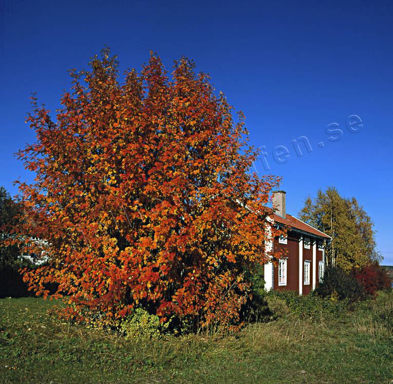 autumn, autumn colours, cottage, house, Jamtland, mountain-ash, sorb, sap tree, season, seasons