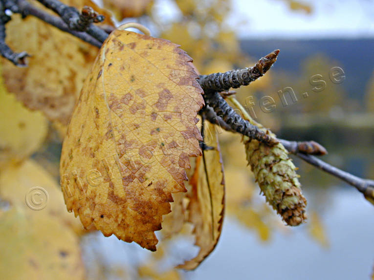 ambience, ambience pictures, atmosphere, autumn, autumn coloured, autumn colours, birch, birch leaf, birchen hazel catkins, birches, hazel catkins, leaf, season, seasons