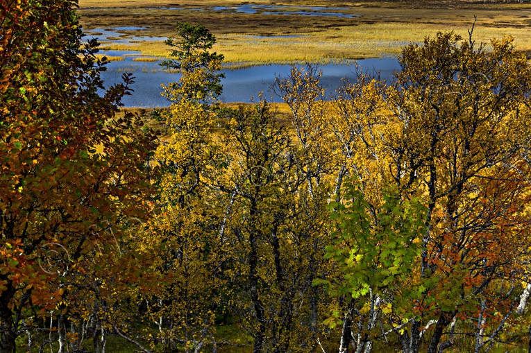 autumn, autumn colours, autumn morning, Jamtland, landscapes, mire, nature, season, seasons, woodland