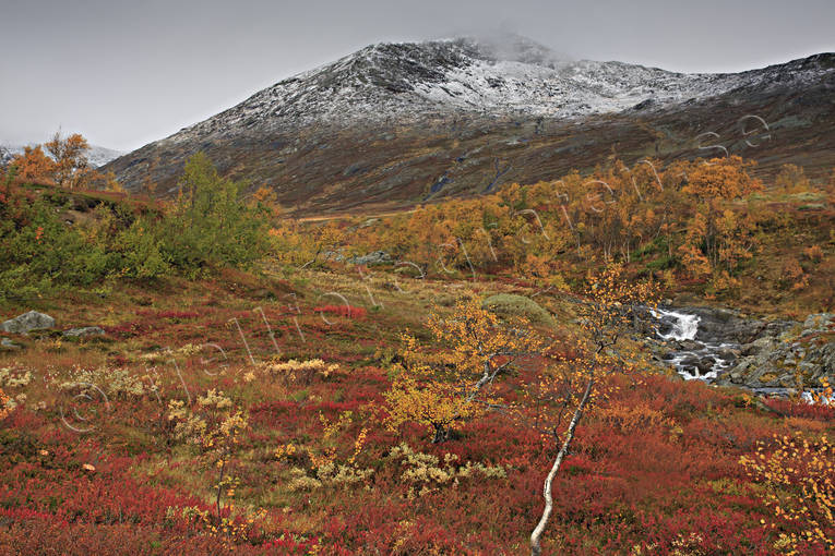autumn, autumn colours, Jamtland, landscapes, mountain, mountain top, nature, red, red, seasons, Snasen, Storsnasen, Tvrn
