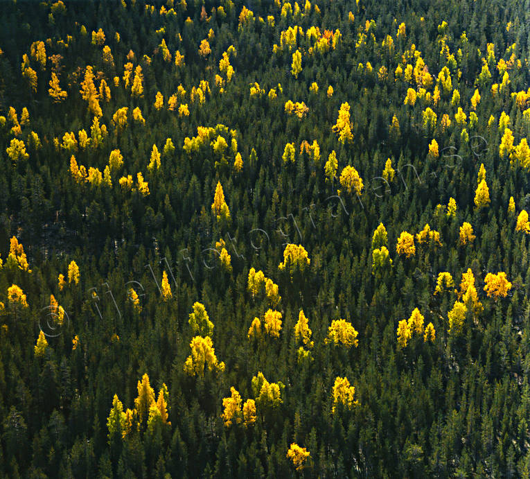 aerial photo, aerial photo, aerial photos, aerial photos, ambience, ambience pictures, atmosphere, autumn, autumn color, autumn colours, biotope, biotopes, birches, canvastavla, drone aerial, drnarfoto, Fototavla, nature, season, seasons, softwood forest, spruce forest, tavla, woodland