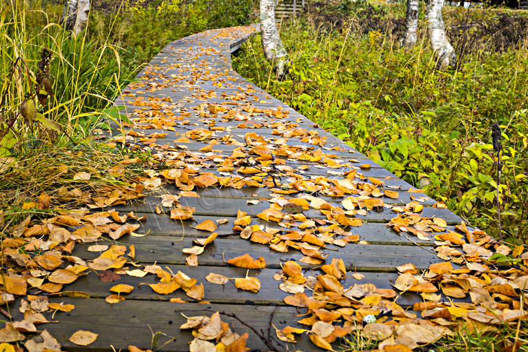 ambience, autumn, autumn leaves, birch leaf, footbridge, path, seasons, trbrygga