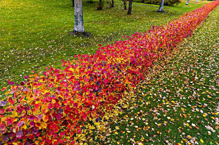 autumn, autumn leaves, häck, landscapes, linje, orange, red, seasons, straight, streck