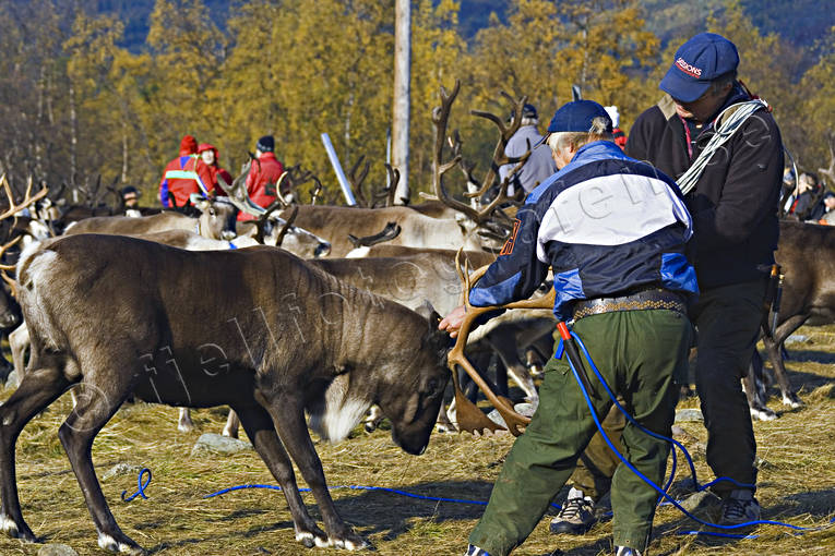 autumn, autumn slaughter, culture, reindeer, reindeer, reindeer husbandry, reindeer separation, reindeering, rudd, rudd slaughter, saami life, sami culture