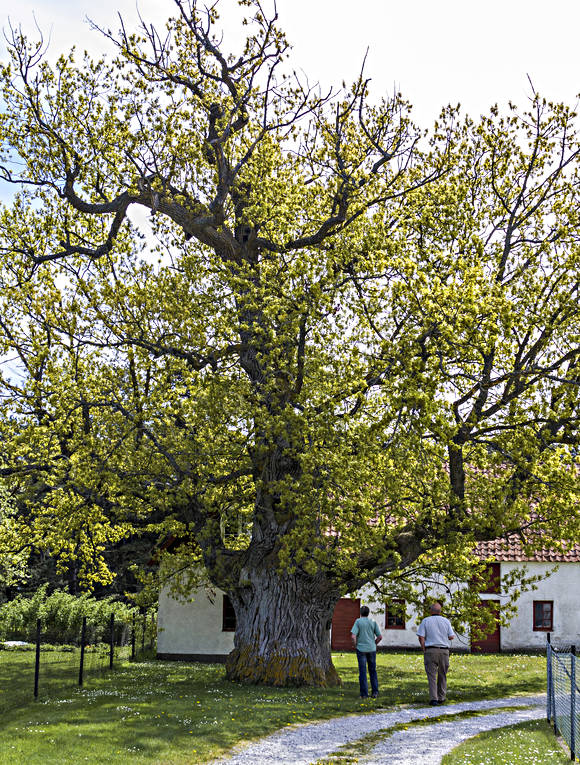 Ava, Avaeken, Gotland, nature, oak, old, seasons, summer, tree