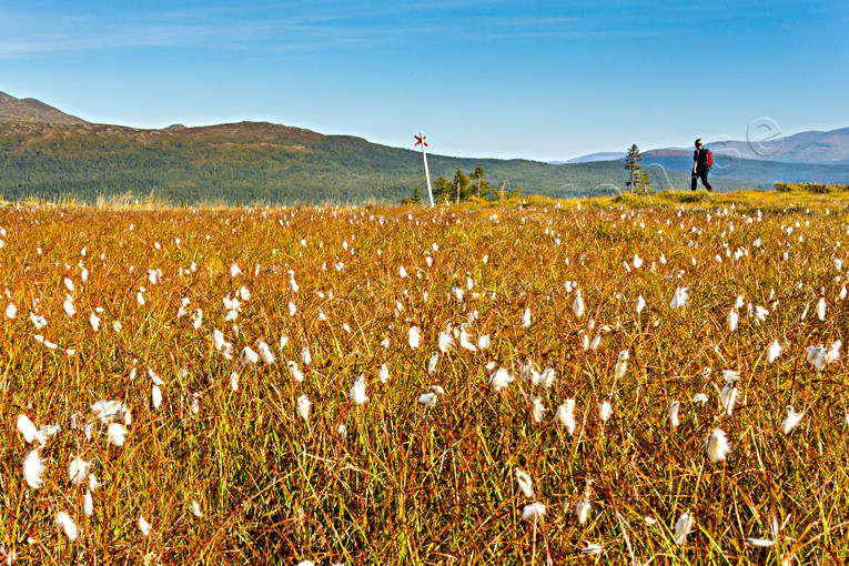 autumn, back-packing, common cotton grass, landscapes, meadowland, mountain, nature, outdoor life, plants, herbs, summer, track, track cross, view, view, wanderer, footer, äventyr