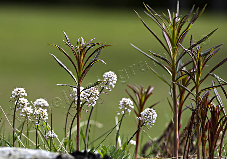 alpine penny-cress, biotope, flourishing, flower, flowers, forests, meadowland, mjlkrt, nature, plants, herbs, rosebay willowherb, spring, woodland