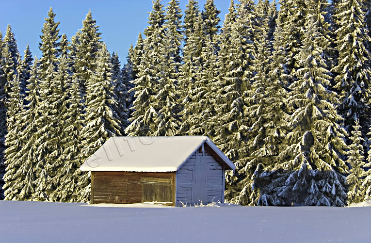 ambience, ambience pictures, atmosphere, barn, christmas ambience, christmas card, Lapland, nature, season, seasons, snow, snow-weighted, spruce forest, winter, woodland