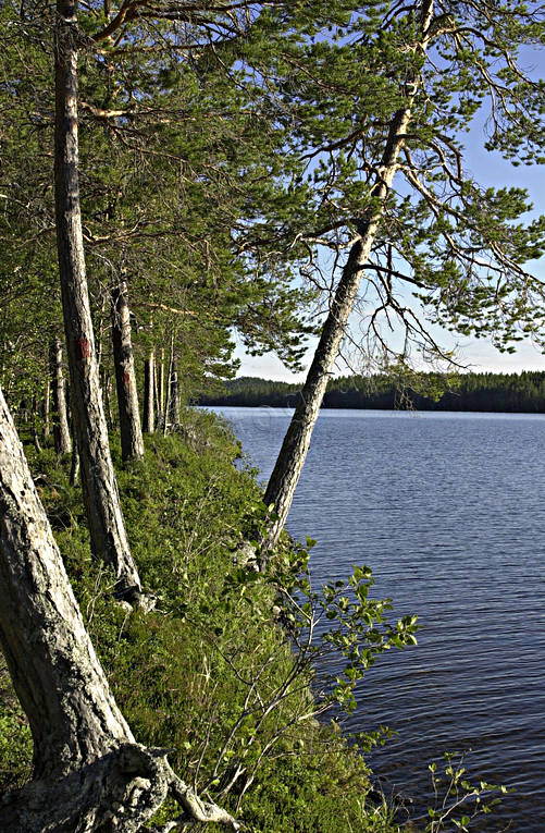 beach, biotope, biotopes, erosion, forest lake, forest land, forests, nature, Pan, pine forest, pine forest, tree, tree trunks, trunks, woodland