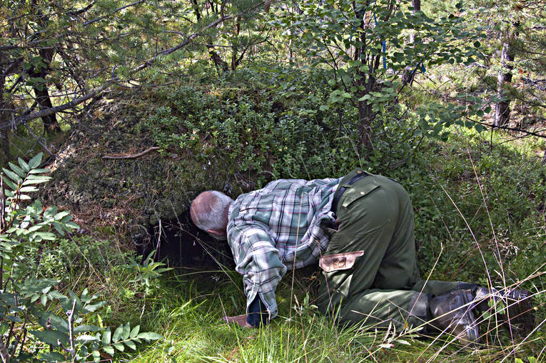 animals, anthill, bear, bear pit, bear's den, brown bear, mammals, predators