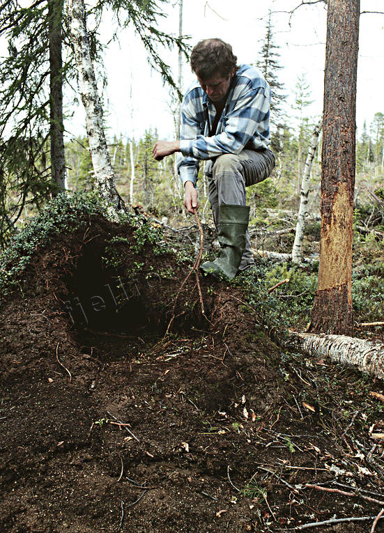 animals, anthill, bear, bear pit, bear's den, brown bear, mammals, predators