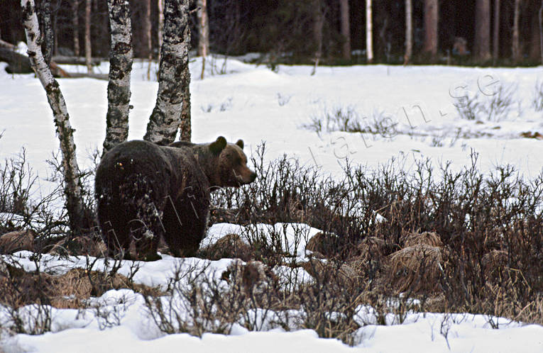 animals, bear, brown bear, mammals, predators, snow, Sonfjllet, ursine, winter