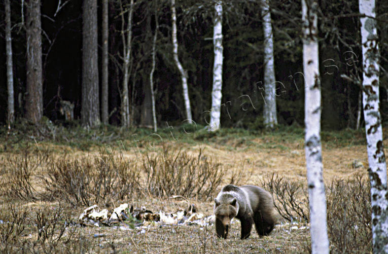 animals, bear, bear carrion, brown bear, carrion, mammals, predators, Sonfjllet