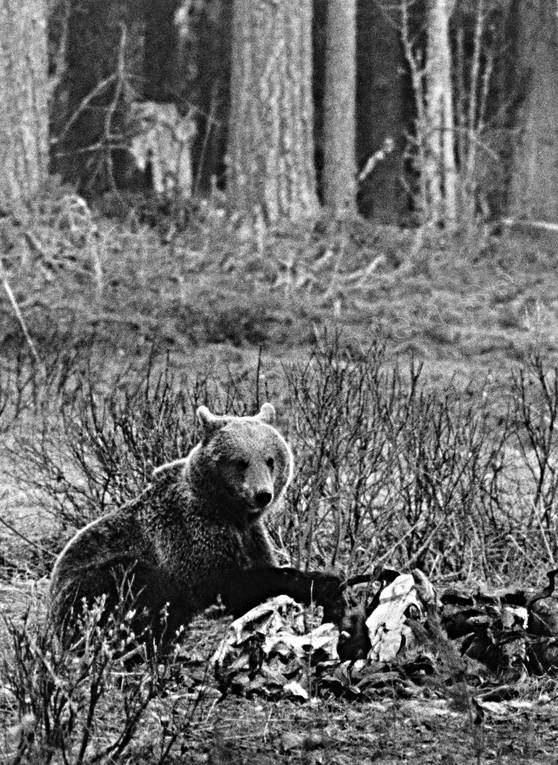 animals, bear, bear carrion, black-and-white, brown bear, carrion, mammals, predators, Sonfjället, ursine