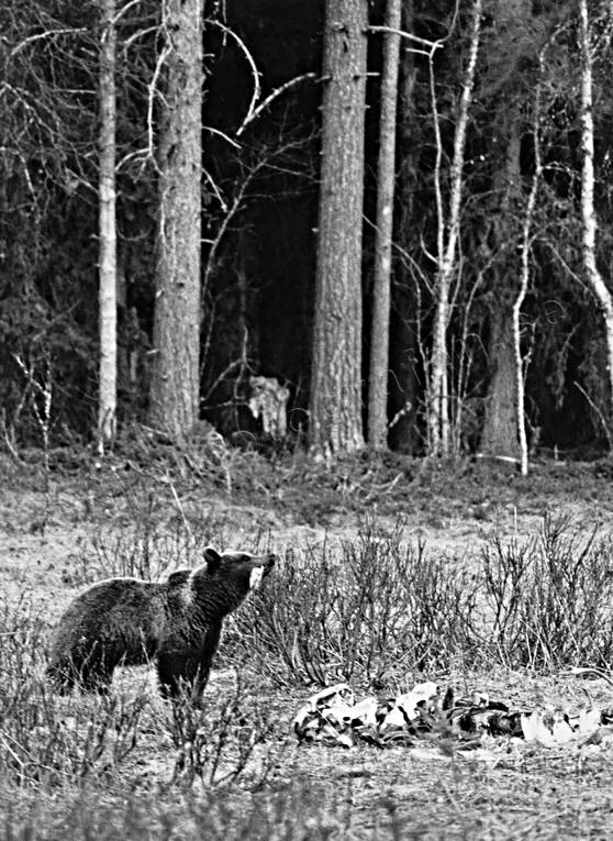 animals, bear, bear carrion, black-and-white, brown bear, carrion, mammals, predators, Sonfjllet, ursine