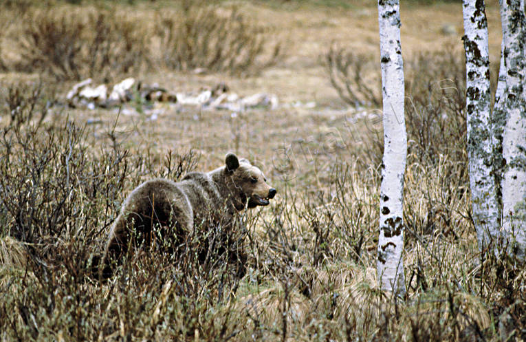 animals, bear, bear carrion, brown bear, cadavers, carrion, mammals, predators, Sonfjllet, ursine