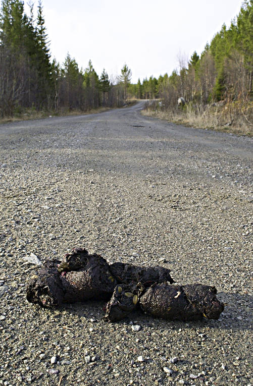 animals, bear, bear droppings, bear feces, brown bear, droppings, mammals, predators, slop, poo, poop