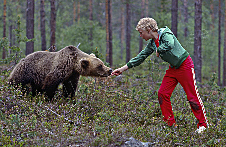 animals, bear, brown bear, children, fearless, fed, feed, feeds, mammals, predators, teddy bear, ursine
