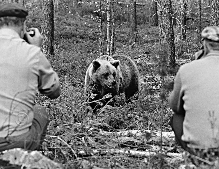 animals, bear, bear shooting, black-and-white, brown bear, mammals, photographing, predators, ursine