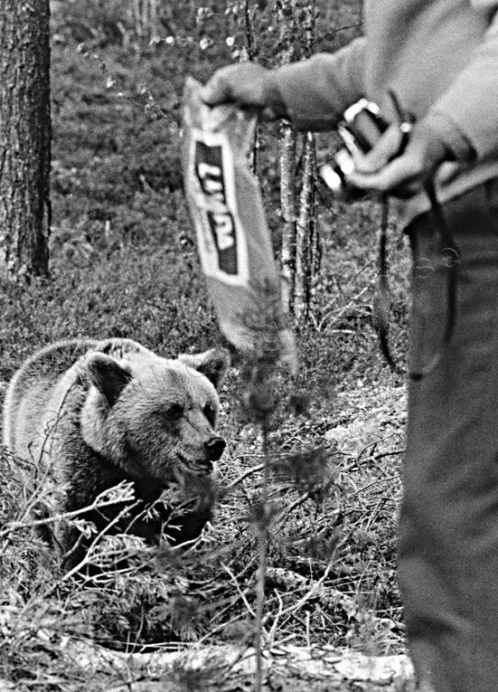 animals, bear, bear shooting, black-and-white, brown bear, mammals, photographing, predators, ursine