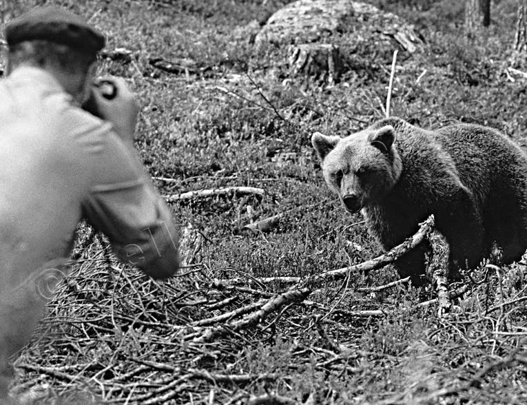 animals, bear, bear shooting, black-and-white, brown bear, mammals, photographing, predators, ursine