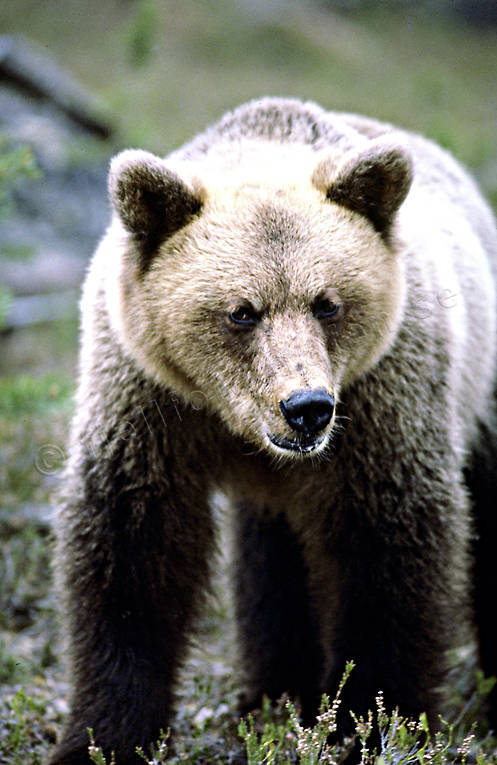 animals, bear, brown bear, close-up, mammals, predators, ursine